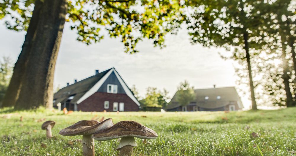 Paddenstoelen in het gras voor de vakantiehuizen bij Hof van Saksen in Drenthe