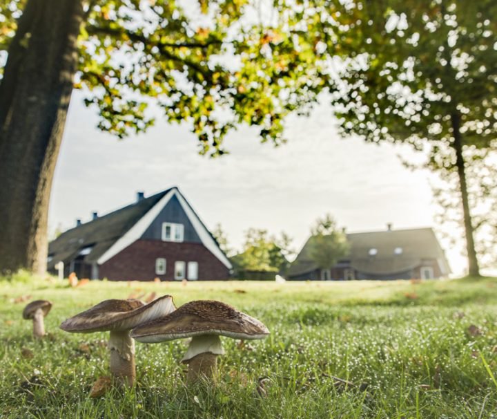 Paddenstoelen in het gras voor de vakantiehuizen bij Hof van Saksen in Drenthe