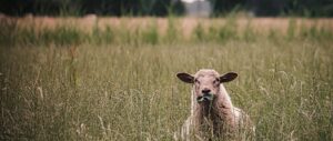 Afbeelding van Acker Lodges vakantie Drenthe